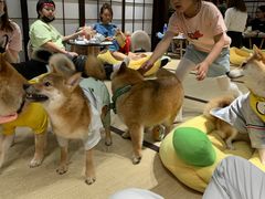 -逗柴咖啡屋·狗咖猫咖宠物桌游