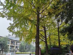 -成都市活水公园