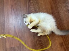 -楼上猫咖(罗湖店)