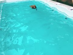 -翊宠yipet猫狗购宠庄园犬舍•猫舍