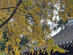 -青羊宫
