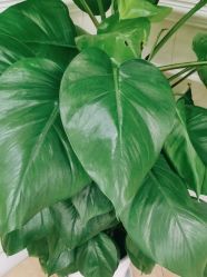 -静博士·养生养颜