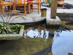 -源泉冷水鱼庄(小鱼洞店)