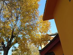 -挂甲禅寺