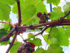 -美家乐农庄·露营·团建(大治路店)