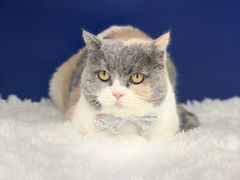 -爱洗澡的猫(天河路店)
