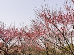 -无锡梅园公园