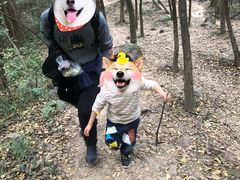 -紫金山山顶公园