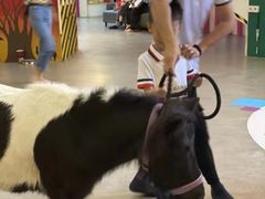 -爱睿思儿童早教亲子游泳(万象城店)