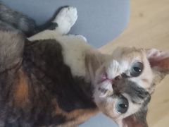 -Meowの猫咖(万家丽店)