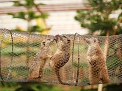 -呀路古热带植物园