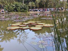 -中国科学院西双版纳热带植物园