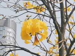 -洲头咀公园