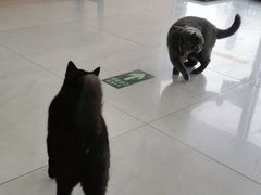 -中农大我爱我爱动物医院·核磁CT·猫病·24小时夜诊中心(石佛营店)