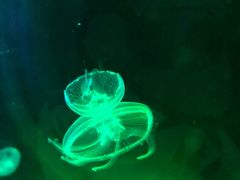 -暹罗海洋世界