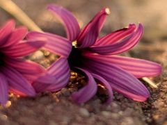 -上海东方佘山翰悦阁酒店·Vie全日制餐厅