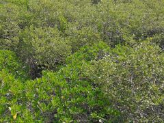 -北海金海湾红树林生态旅游区