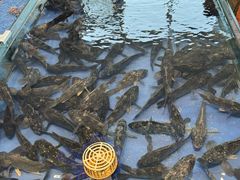 -山东八大碗山东老字号