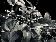 -1492雪茄威士忌俱乐部(明宇金融广场店)