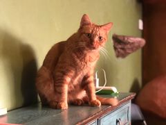-猫猫幼稚园·撸猫·桌游·电玩