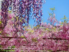 -嘉定紫藤园