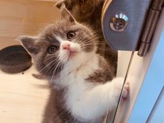 -柚子猫舍·精品猫舍购猫·猫咪认养·购宠·宠物店