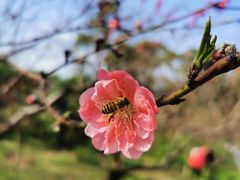 -桃花涧