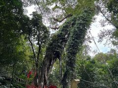 -七仙岭温泉国家森林公园