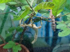 -上海大自然野生昆虫馆(东方明珠·爬宠昆虫探索中心)
