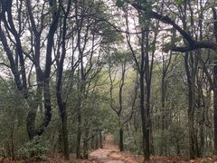 -西湖风景区十里琅珰-五云山