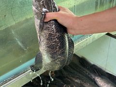 -九寨沟石锅鱼(沣峪口二十年店)