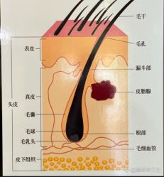 -Bollins波林丝•专研护发中心