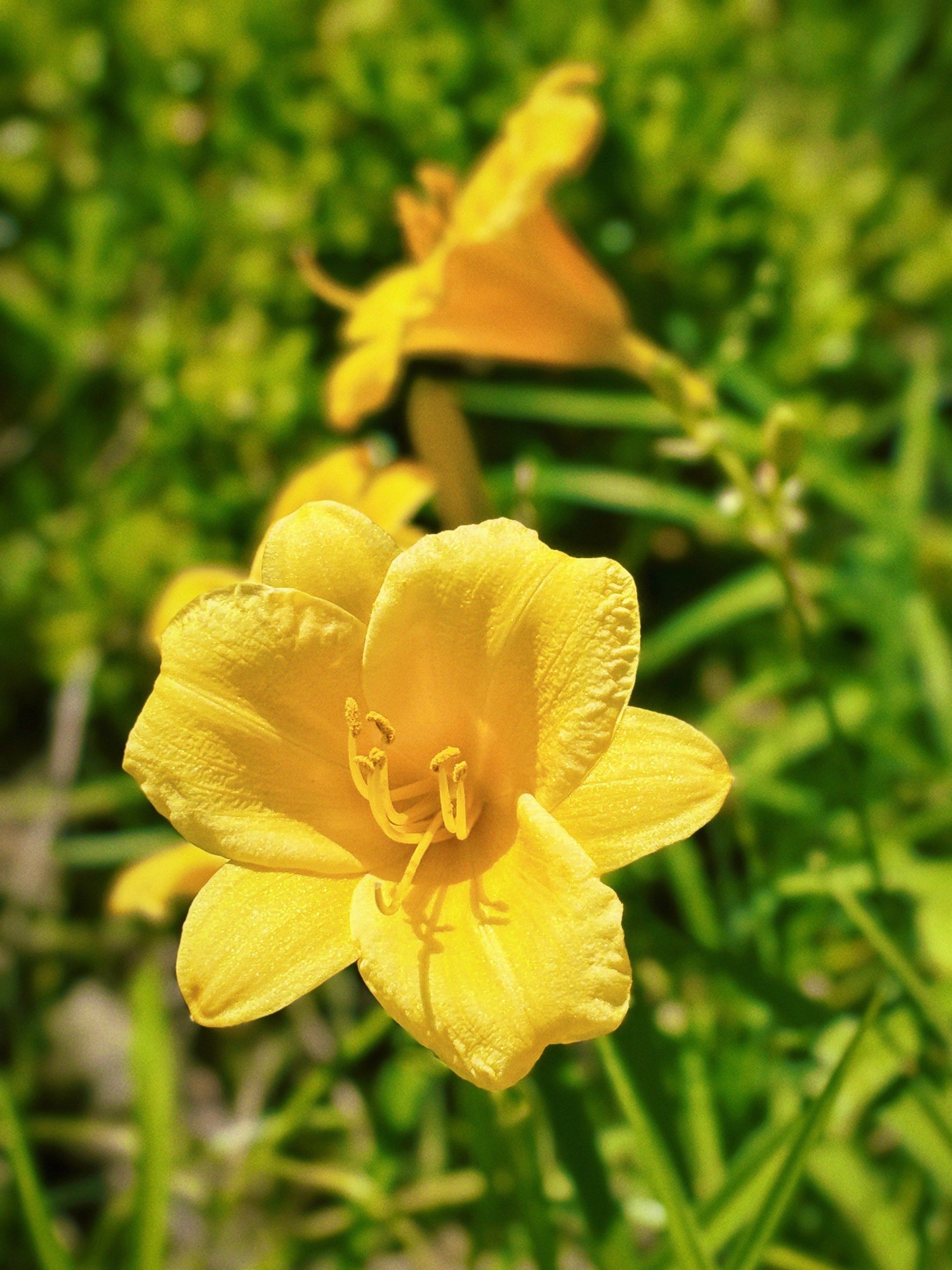 原来路边开的这个小黄花就是母亲花啊