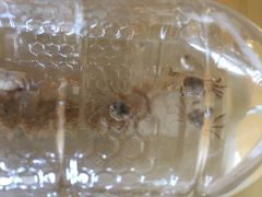 -青岛银沙滩温德姆至尊酒店