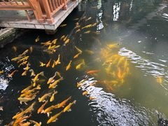 -南宫五洲植物乐园