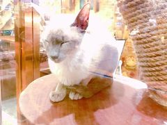 -more than meow吴止猫主题餐厅(承德 中船汇店)