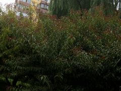 -双榆树公园