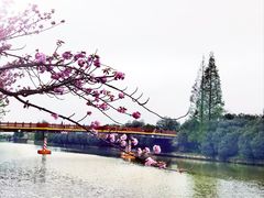 -高东镇樱花园