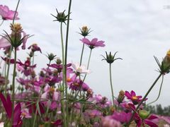 -武清南湖绿博园