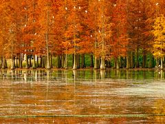 -白鹭湾湿地公园