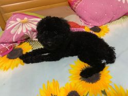 -AFA Hair studio·女士发型设计