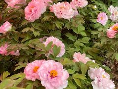 -洛阳市隋唐城遗址植物园