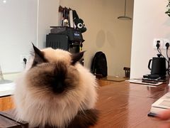 -有猫主题·治愈系猫咖(曾厝垵店)