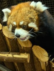 -Zoolung Zoolung动物主题公园(海信广场店)