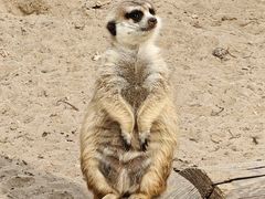 -北京野生动物园