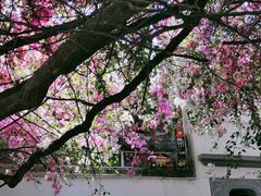 -深圳国际园林花卉博览园