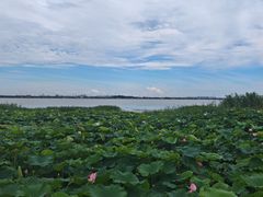 -七的湖·晚芳亭·阳澄湖农家菜·大闸蟹(莲花岛店)