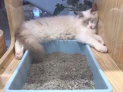 -屋虎猫馆(宝安大仟里店)