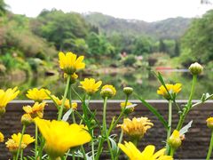 -深圳仙湖植物园