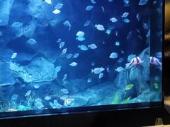 -渔火·特色餐厅(佘山世茂洲际酒店)